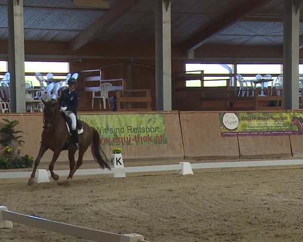FEI Reitturnier Wiener Neustadt (AUT) 2019