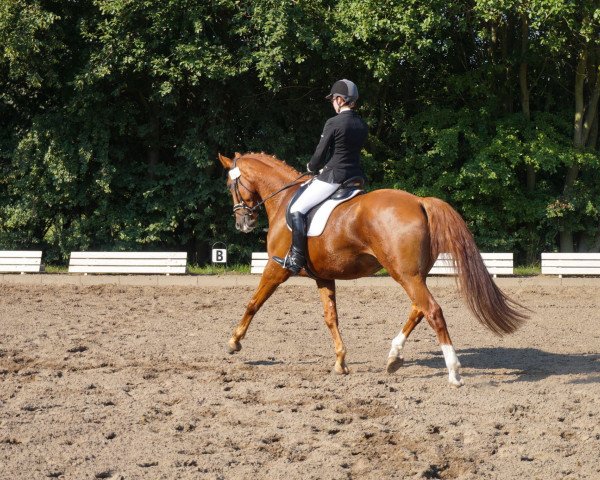 Dressurpferd Ivano 8 (Kleines deutsches Reitpferd, 2008, von Iron 28) Dressurpferd Ivano 8 (Kleines deutsches Reitpferd, 2008, von Iron 28)