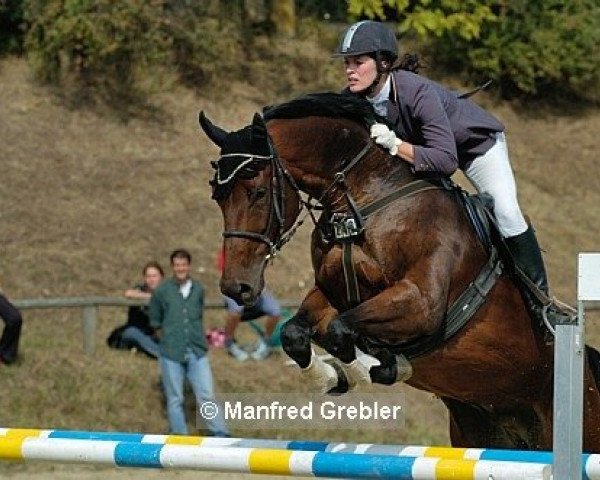 horse Laromeo (Bavarian, 1995, from Larome)