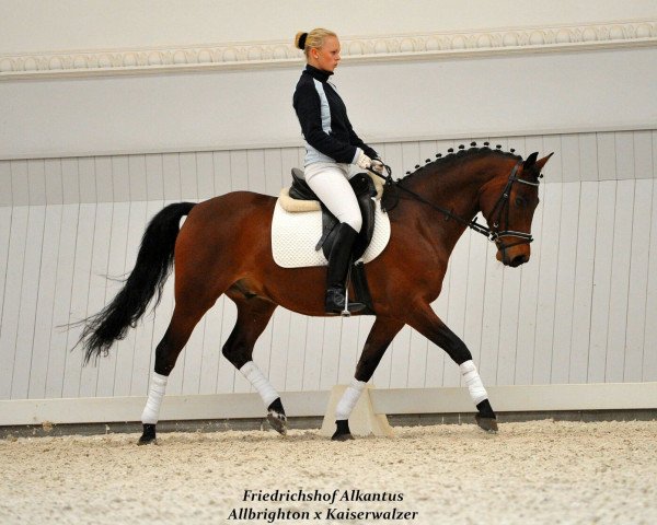 Pferd FH Alkantus (Deutsches Reitpony, 2007, von Allbrighton)
