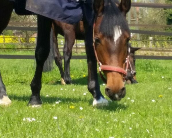 Springpferd Highlight 171 (Deutsches Reitpony, 2011, von Halifax)