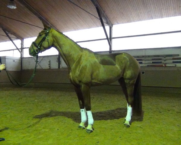 horse K.C. Dance with me (Rhinelander, 2013, from De Niro)