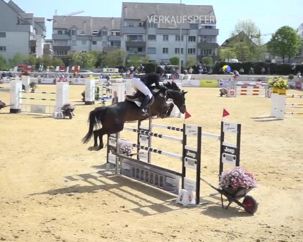 Osterspringen Amriswil 2019