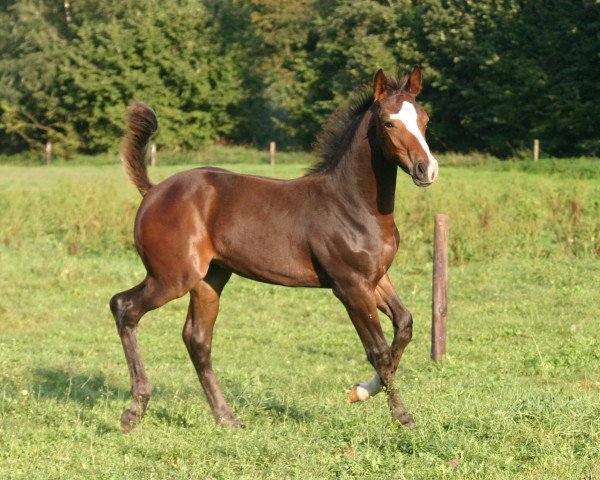 jumper For Flavour Z (Zangersheide riding horse, 2006, from Forrester)