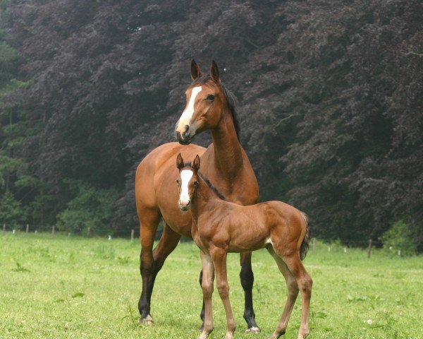 broodmare Qui Vive Z (Zangersheide riding horse, 1995, from Quito de Baussy)
