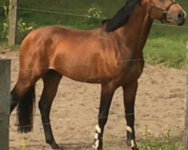 Springpferd Caramel de La Creme Z (Zangersheide Reitpferd, 2011, von Corlensky G)