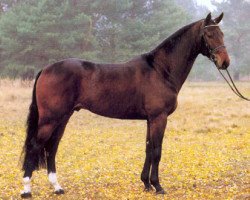 stallion Doyen 3 (Hanoverian, 2000, from Don Juan)