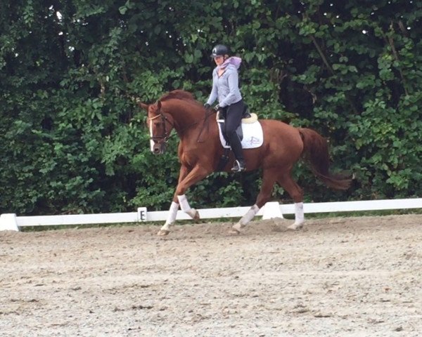 dressage horse Dobby's white socks (Oldenburg, 2012, from Destano) dressage horse Dobby's white socks (Oldenburg, 2012, from Destano)