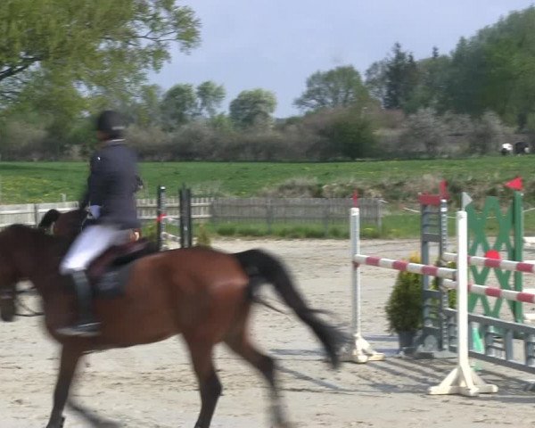 Reitturnier Schülp / Rendsburg 2019