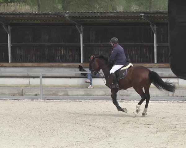 Reitturnier Ingolstadt-Hagau 2019