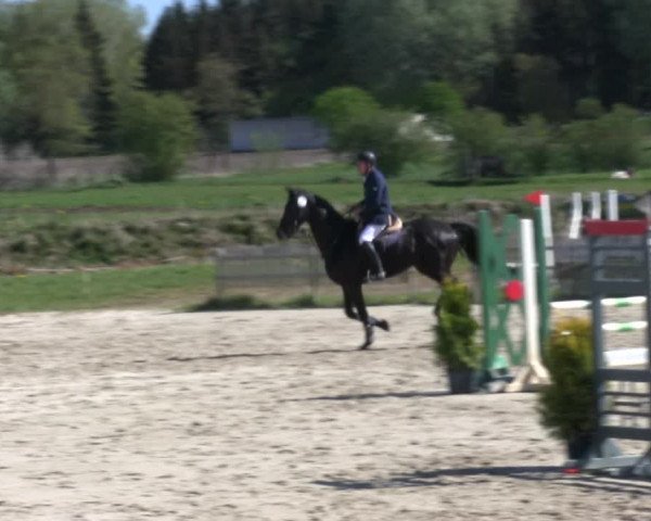 Reitturnier Schülp / Rendsburg 2019