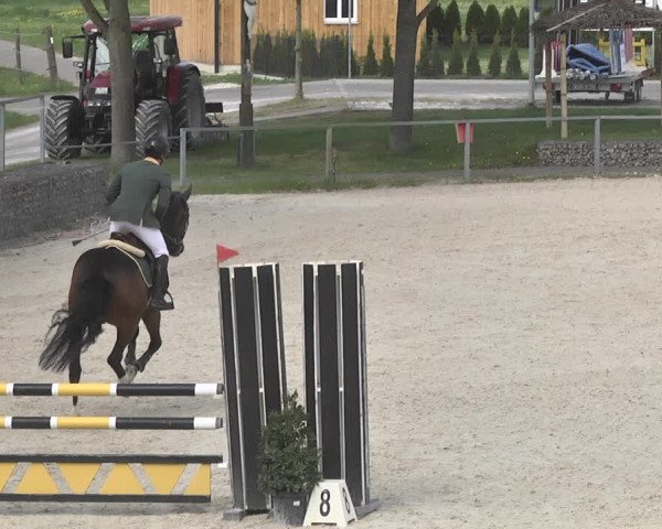 Reitturnier Ingolstadt-Hagau 2019