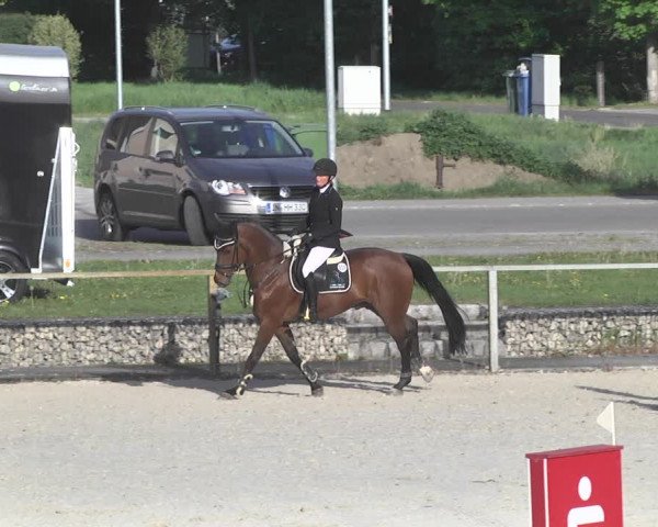 Reitturnier Ingolstadt-Hagau 2019
