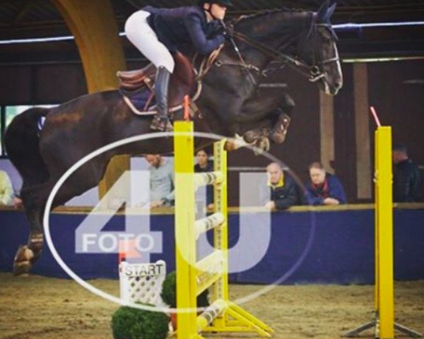 jumper Ricardo (KWPN (Royal Dutch Sporthorse), 1998, from Lancelot)
