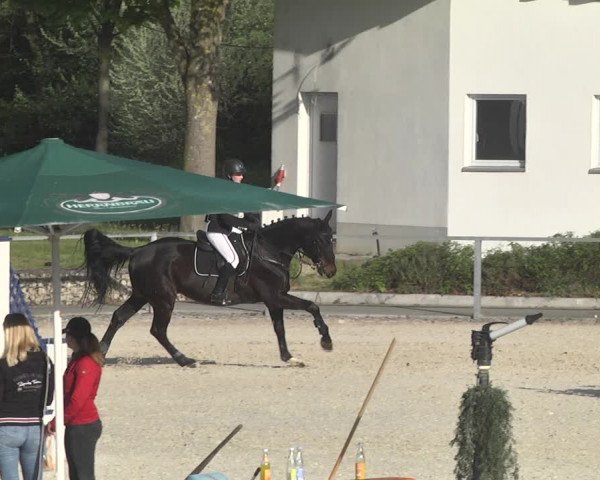 Reitturnier Ingolstadt-Hagau 2019