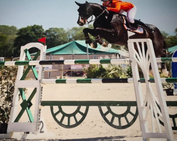 jumper Wennemars (KWPN (Royal Dutch Sporthorse), 2003, from Karandasj)