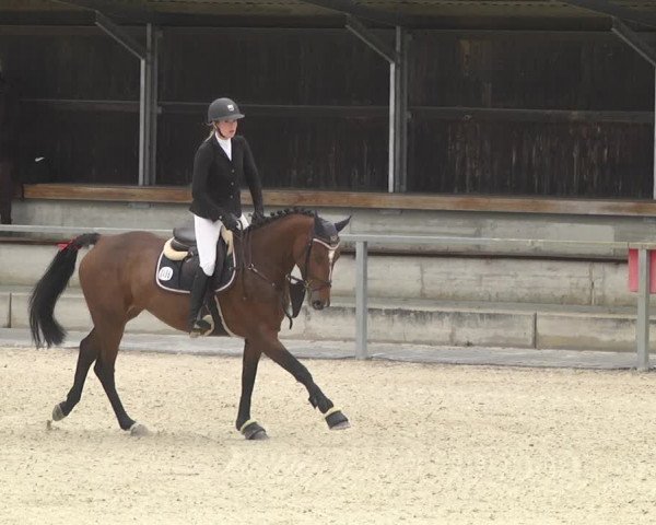 Reitturnier Ingolstadt-Hagau 2019