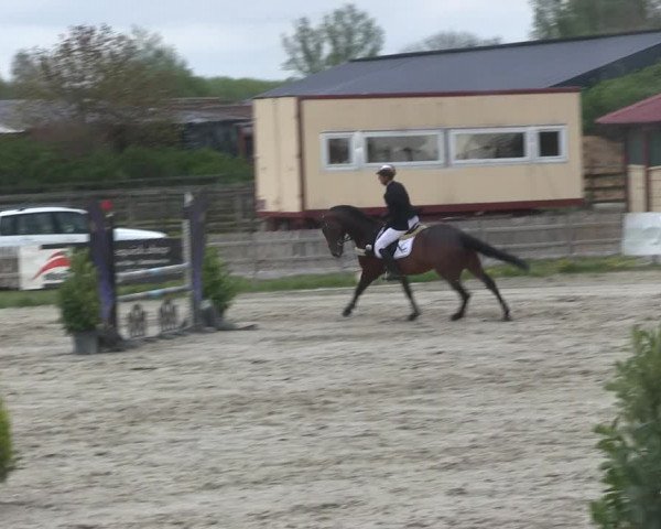 Reitturnier Schülp / Rendsburg 2019