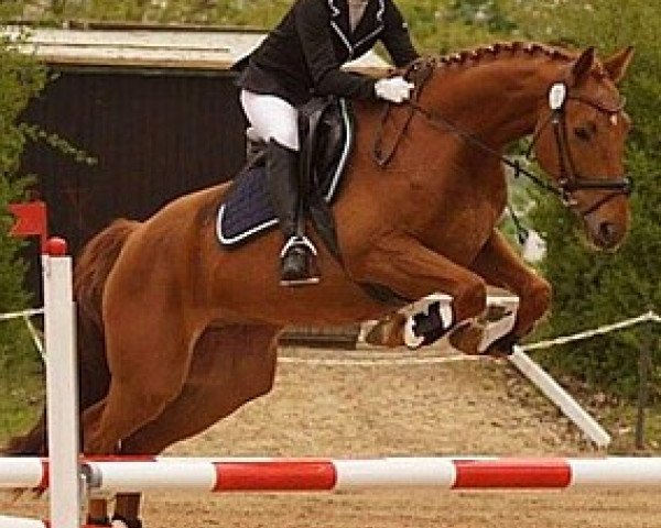 dressage horse Legolas 176 (Hanoverian, 2011, from Lissaro)