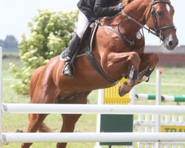 jumper Aloubet Grannus (Belgian Warmblood, 2000, from Baloubet du Rouet)