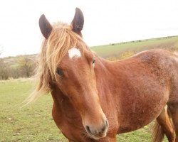 jumper Gangster (German Riding Pony, 2011, from Glenn Alme)