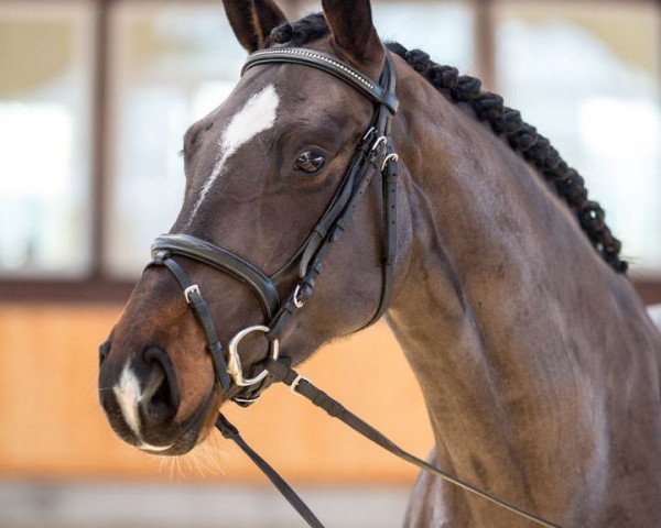 horse Schick Paris BB (Oldenburg, 2013, from Sir Donnerhall I)