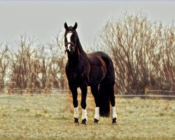 dressage horse Fürst Friedl (Austrian Warmblood, 2009, from Facetto)