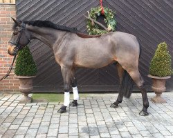 jumper Carl Otto 2 (Holsteiner, 2012, from Classe VDL)
