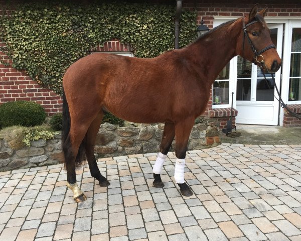 horse Wallach von Stalypso/Raphael (Hanoverian, 2014, from Stalypso)