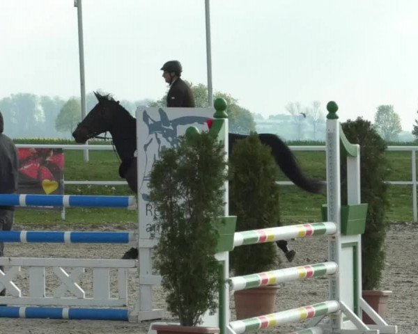 Reitturnier Langenau 2019