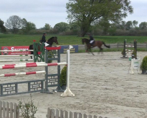 Reitturnier Schülp / Rendsburg 2019