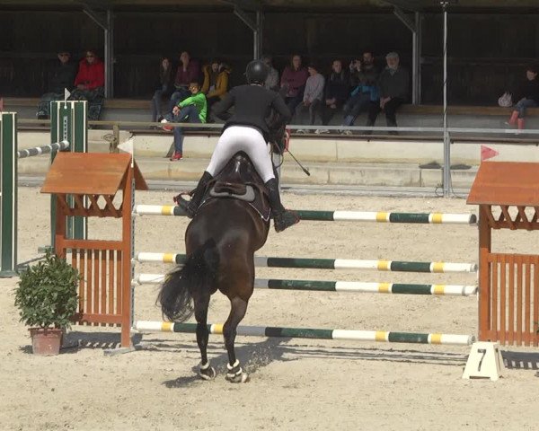 Reitturnier Ingolstadt-Hagau 2019