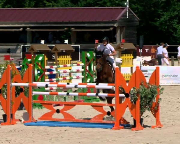 broodmare Qualina Bois Margot (Selle Français, 2004, from L'Arc de Triomphe)