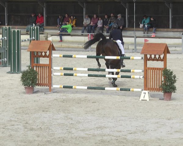 Reitturnier Ingolstadt-Hagau 2019