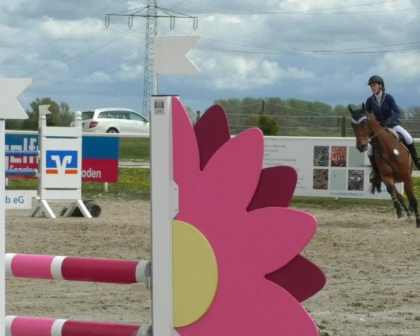 Reitturnier Langenau 2019