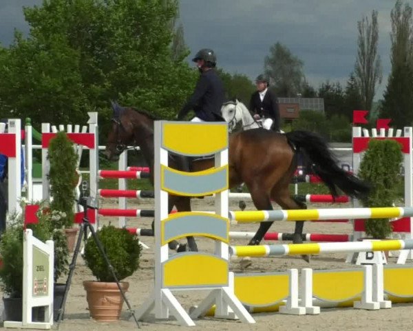 Reitturnier Langenau 2019
