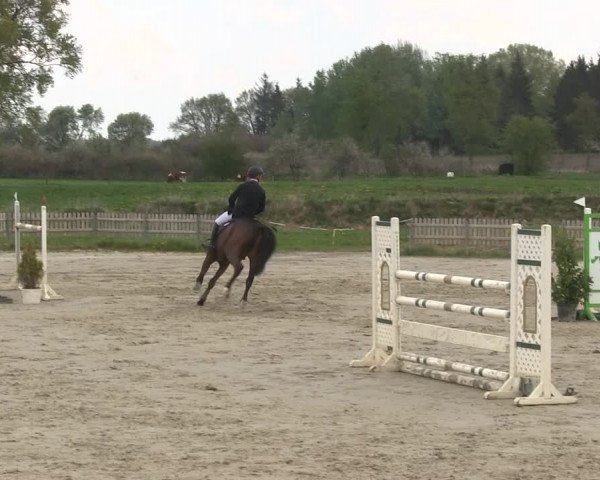 Reitturnier Schülp / Rendsburg 2019