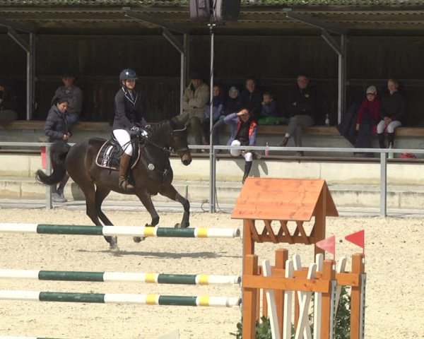 Reitturnier Ingolstadt-Hagau 2019