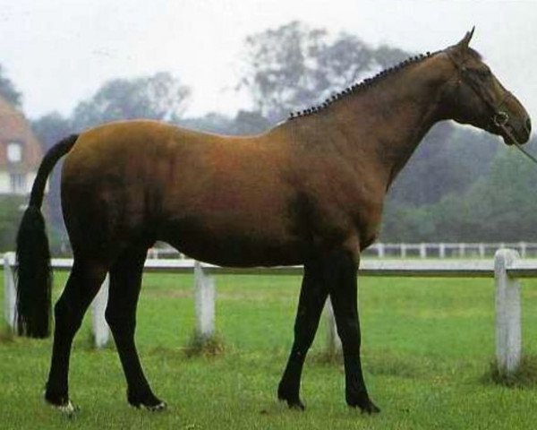 stallion Grand D'Escla (Selle Français, 1972, from Alme) stallion Grand D'Escla (Selle Français, 1972, from Alme)
