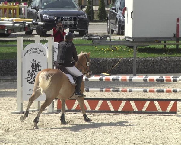 Reitturnier Ingolstadt-Hagau 2019