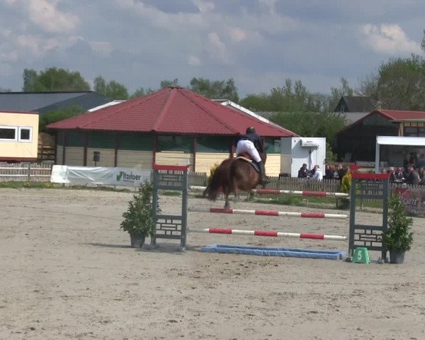Reitturnier Schülp / Rendsburg 2019