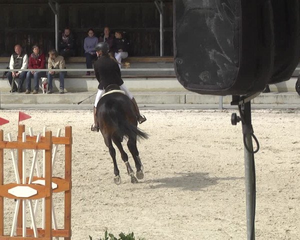 Reitturnier Ingolstadt-Hagau 2019
