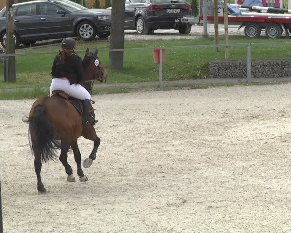 Reitturnier Ingolstadt-Hagau 2019