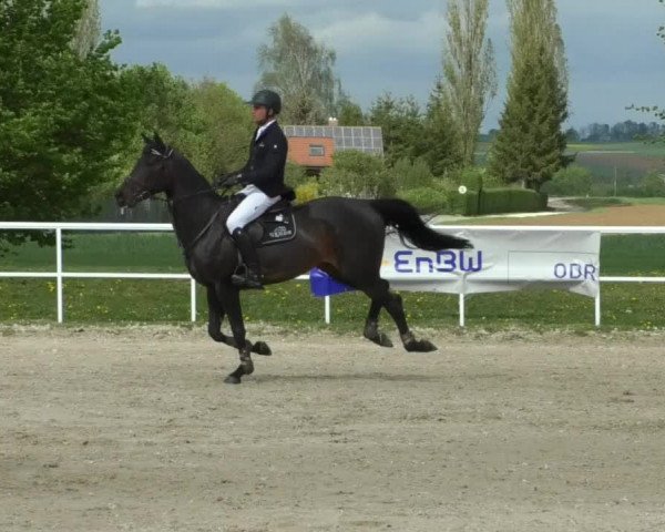 Reitturnier Langenau 2019