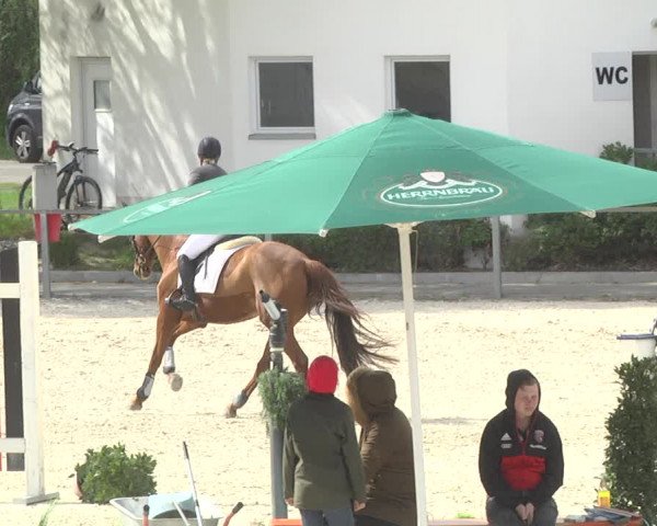 Reitturnier Ingolstadt-Hagau 2019