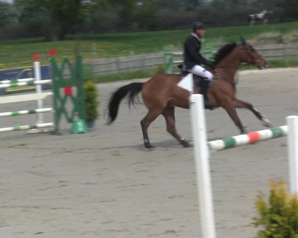 Reitturnier Schülp / Rendsburg 2019