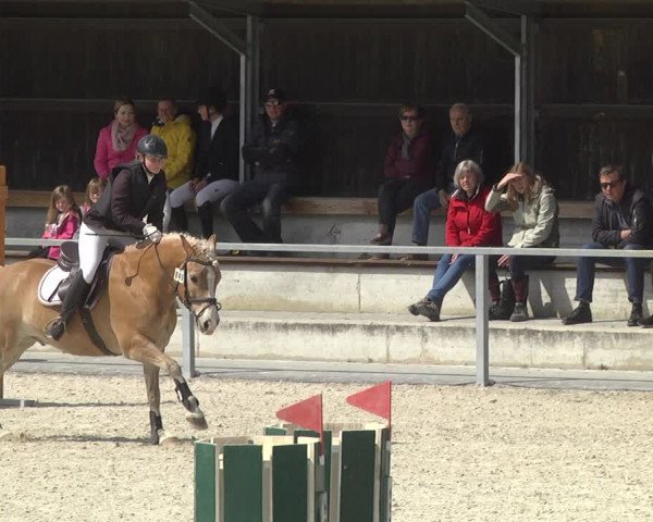 Reitturnier Ingolstadt-Hagau 2019