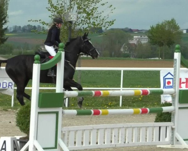 Reitturnier Langenau 2019