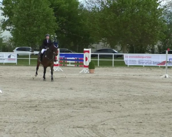 Reitturnier Langenau 2019