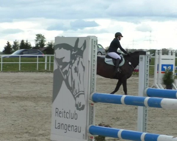 Reitturnier Langenau 2019